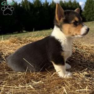 Hope, Pembroke Welsh Corgi Puppy